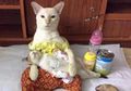 10 Foto Ini Ilustrasikan Kehidupan Rumah Tangga Kucing Setelah Menikah