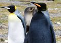 Ada Penguin yang Seluruh Tubuhnya Berwarna Hitam, Kok Bisa, ya?