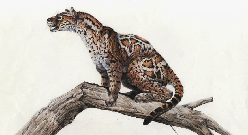 Mengenal Nenek Moyang Seluruh Kucing Di Bumi Yuk Proailurus