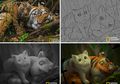 Gemas! Yuk, Intip Foto National Geographic yang Diubah Jadi Animasi!