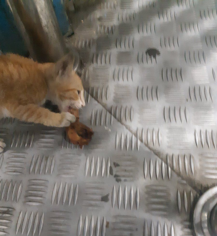 Tingkah kucing di halte TransJakarta