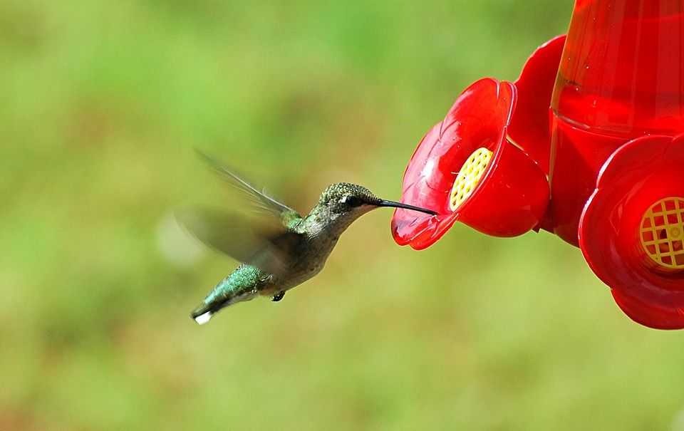 Selalu Minum Yang Manis Apa Burung Kolibri Bisa Terkena Diabetes Semua Halaman Bobo