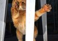 Lucu! 15 Foto ini Nunjukin Kalau Kucing Ternyata Juga Jago Menari