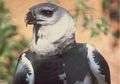 Harpy Eagle, Elang Terbesar di Dunia yang Mirip Hippogriff dalam Cerita Harry Potter