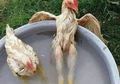 Ngga Cuma Manusia, 10 Foto Ini Tunjukin Kalo Hewan Juga Suka Chill Out