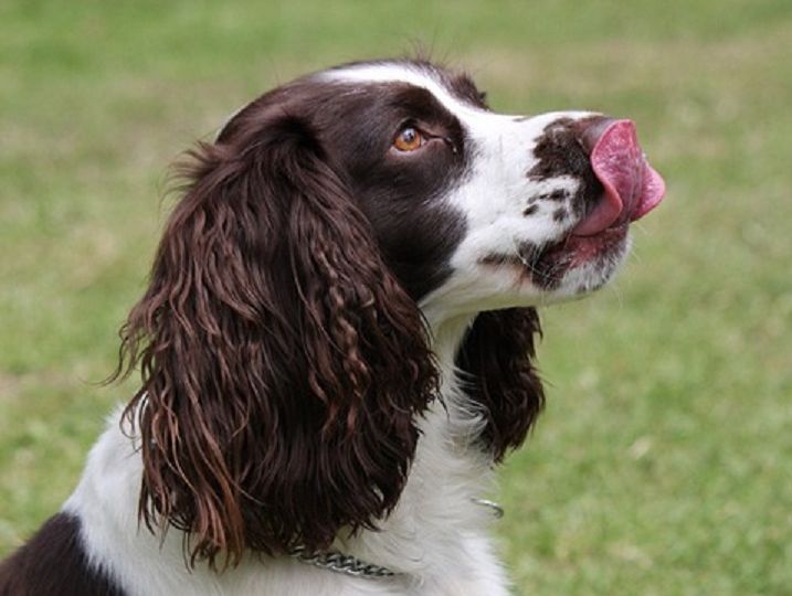 Anjing Suka Menjilati Hidungnya Hingga Selalu Basah Mengapa