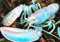 Punya Warna Cangkang Unik, Lobster Albino Langka Tertangkap Nelayan