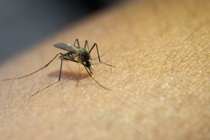 Nyamuk disebut bisa tularkan virus corona