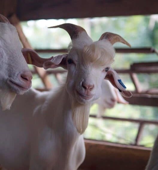 Ramos, kambing yang jadi idola baru berkat ketampanannya,