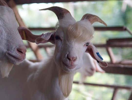 Viral Fenomena Kambing bernama Ramos asal Malaysia punya wajah ganteng dan fotogenik, suka action di depan kamera.