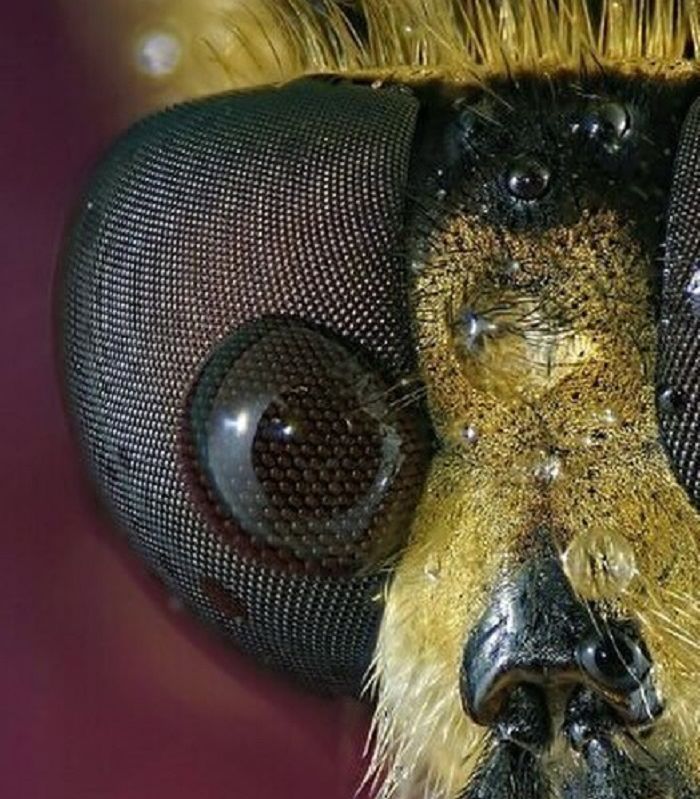 Mata lebah
