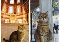 Selama 14 Tahun, Kucing Ini Jadi Satu-satunya Makhluk yang Boleh Menginjak Lokasi Sakral di Turki
