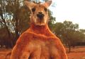 Mengenang Roger, Kanguru Alfa Berotot yang Terkenal dari Australia
