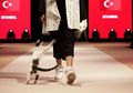 Bikin Heboh Penonton, Kucing Ini Ganggu Model yang Tengah Fashion Show