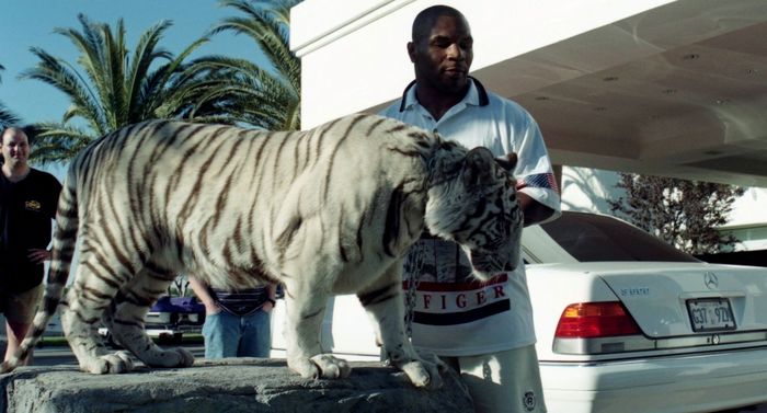 Mike Tyson pernah memelihara harimau bengali putih.