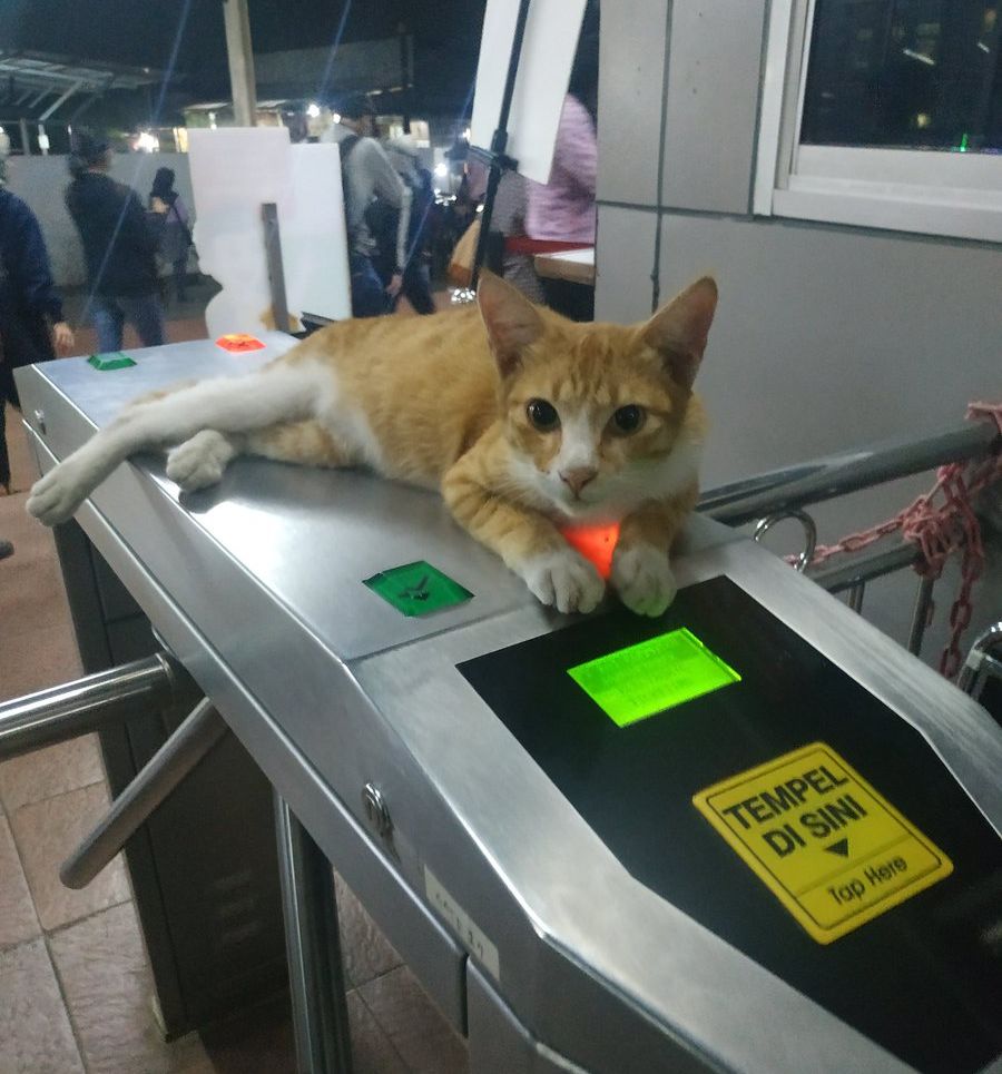 Tingkah kucing di halte TransJakarta