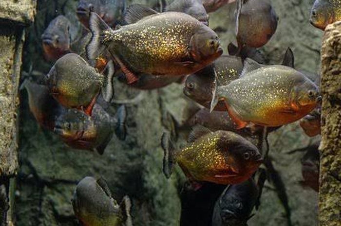 Pembahasan mengenai sejumlah fakta unik dari ikan piranha, salah satunya ikan vegetarian.