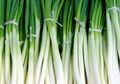 Ternyata, Daun ini Merupakan Makanan Favorit Kaisar Nero