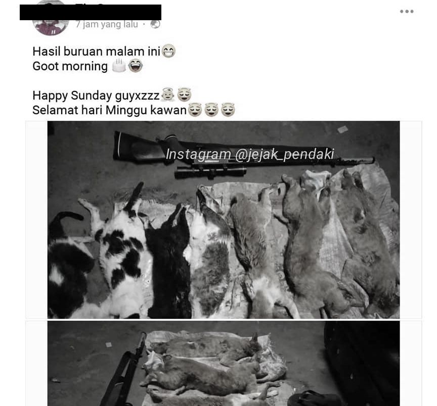 Unggahan Facebook kucing mati karena ditembak