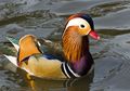 Bebek Cantik dan Unik Ini Tiba-Tiba Ada di Central Park New York, Padahal Aslinya dari Tiongkok