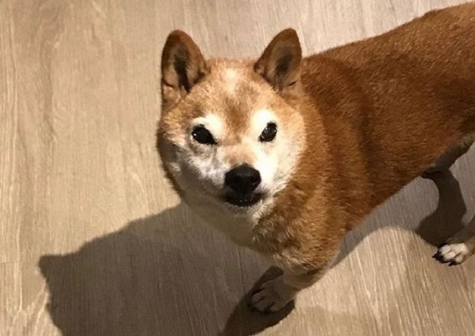 Yuk Kenalan Dengan Chester Anjing Shiba Inu Yang Selalu Terlihat