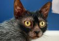 7 Persilangan Langka Kucing Rumah yang Mungkin Kalian Nggak Tahu