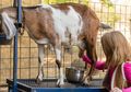 Wow! Ini Manfaat Tak Terduga Konsumsi Susu Kambing bagi Anak