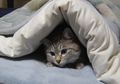 Razia Kucing Liar Ditunda, Penyakit Berbahaya Ini Menular Lewat Kucing Liar