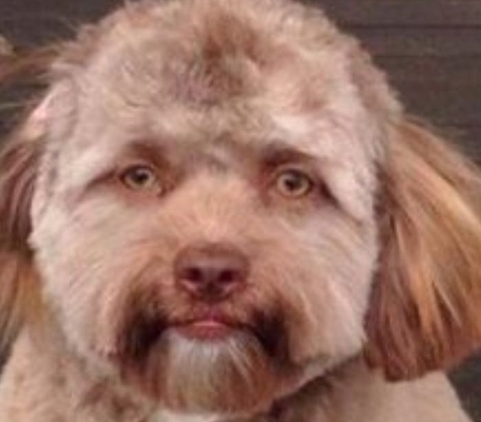 Yogi dibandingkan dengan Ed Sheeran