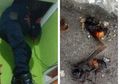 Pria Asal Sukoharjo Tewas Tersengat Lebah, Lebah Gung Berciri Ini Beracun dan Mematikan