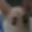 Anjing Ini Viral Karena Punya Corak di Wajahnya yang Mirip Alis