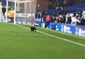 Kucing Hitam Ini Mendadak Terkenal Usai Menyusup dalam Laga Liverpool Vs Everton