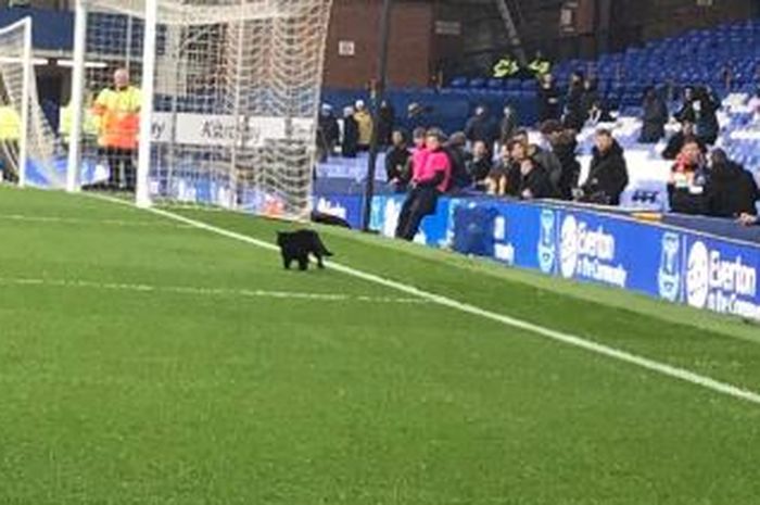 Seekor kucing hitam menyusup sebelum laga Liverpool versus Everton di Goddison Park, Minggu (3/3/2019).