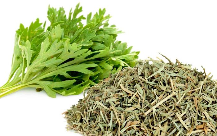 Sweet wormwood