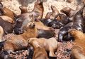 Singa Laut Bisa Berenang Sejauh 274 Meter di Bawah Permukaan Air, lo!