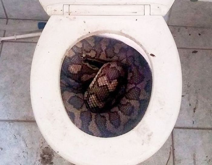 ular di dalam toilet