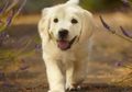 Ini 5 Hal Luar Biasa Yang Bisa Dilakukan Anjing Untuk Manusia Lewat Penciumannya!