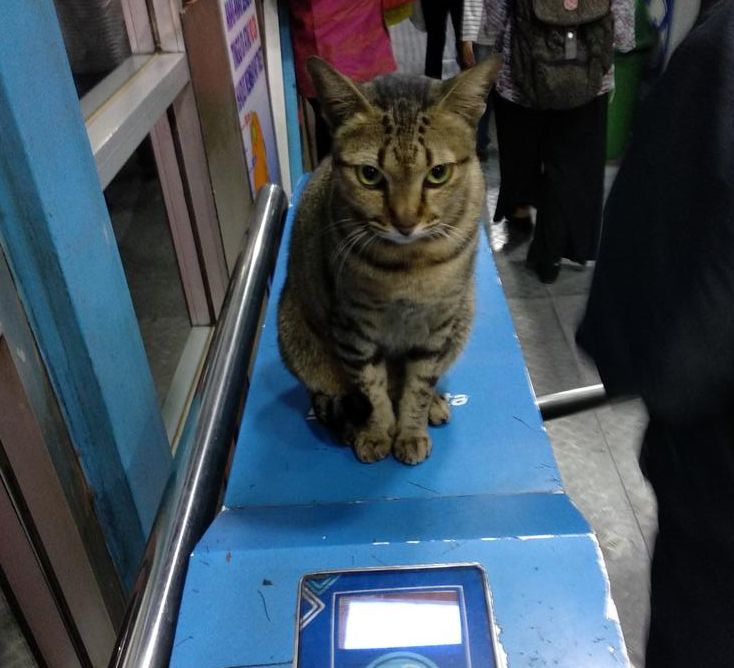 Tingkah kucing di halte TransJakarta