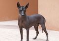 Jarang Orang Punya, Inilah 5 Ras Anjing Paling Langka di Dunia