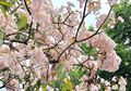 Mengenal Bunga Tabebuia, Tanaman Instagramable yang mirip Sakura Jepang di Tengah Kota Surabaya