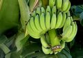 Tiga Hal Ini Akan Terjadi Pada Tubuh Moms Jika Makan Pisang Setiap Hari