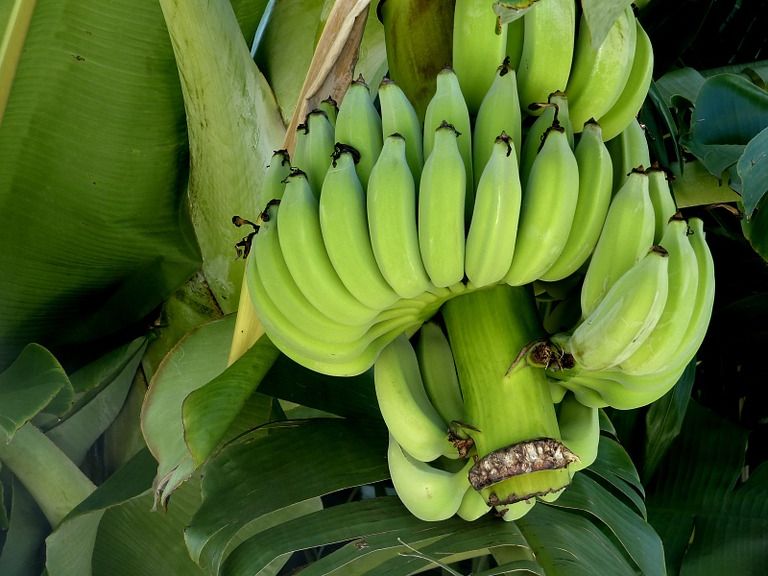 Ini Yang Terjadi Pada Tubuh Usai Makan 1 Pisang Mentah Setiap Hari Semua Halaman Nakita