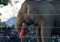 Gajah Liar di Sri Lanka Ini Suka Makan Sampah, Apa Sebabnya?