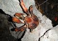 Ketam Kenari, Kepiting Kelapa yang Bukan Kepiting, Hewan Apakah ini?
