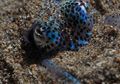 Bobtail Squid, Cumi Berbintik yang dapat Bercahaya, Kok Bisa, ya?