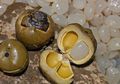 Tidak Mudah, Beginilah Cara Mengolah Buah Aren Menjadi Kolang-kaling