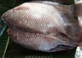 Wah, Gurami Bisa Bertahan Saat Ribuan Ikan di Australia Mati, Apa Sebabnya?