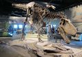 Bagi Kamu Pecinta Dinosaurus, Coba Kunjungi 10 Museum Dinosaurus Ini
