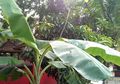 Dikenal sebagai Pembungkus, Ini Manfaat Unik dari Daun Pisang