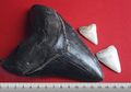 Seorang Remaja Menemukan Gigi Hiu Megalodon yang Terkubur di Pantai